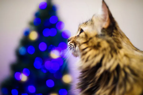 Kot w domu w czasie Bożego Narodzenia — Zdjęcie stockowe