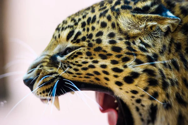 Leopardo, foto de close-up — Fotografia de Stock