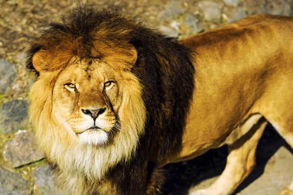 Beautiful Mighty Lion — Stock Photo, Image