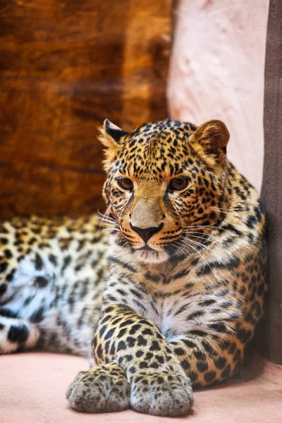 Leopard — Stock Photo, Image