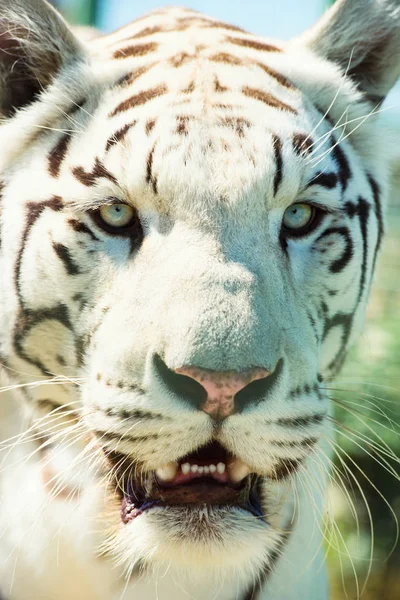 Beautiful  tiger animal on background