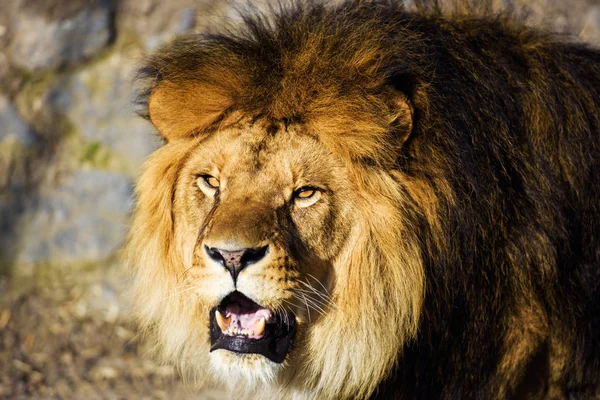 Beautiful Mighty Lion — Stock Photo, Image