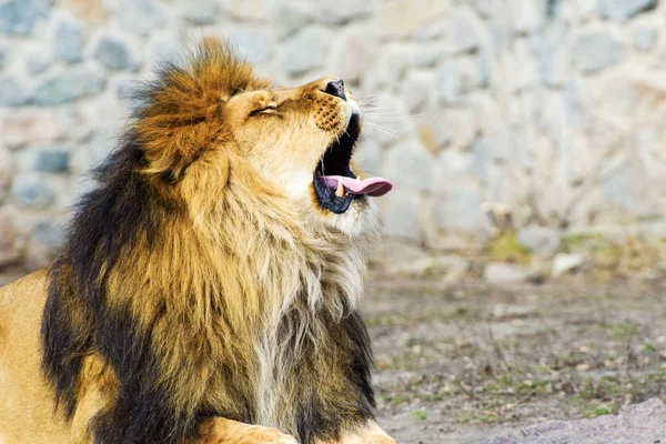 Beautiful Mighty Lion — Stock Photo, Image