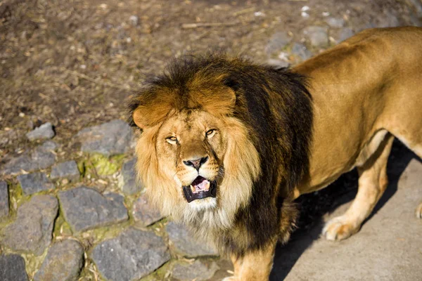 Beautiful Mighty Lion — Stock Photo, Image