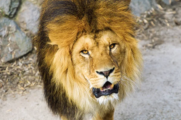 Beautiful Mighty Lion — Stock Photo, Image