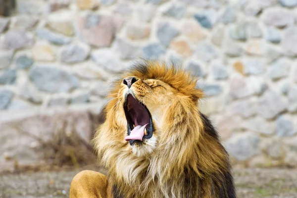 아름 다운 거 대 한 사자 — 스톡 사진