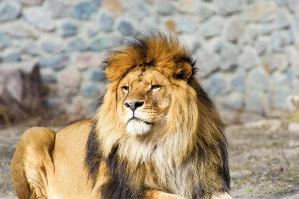 Lion maroc Stock Photos Royalty Free Lion maroc Images Depositphotos