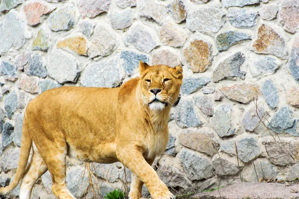 Lionne Animal Dans Zoo Sur Fond — Photo