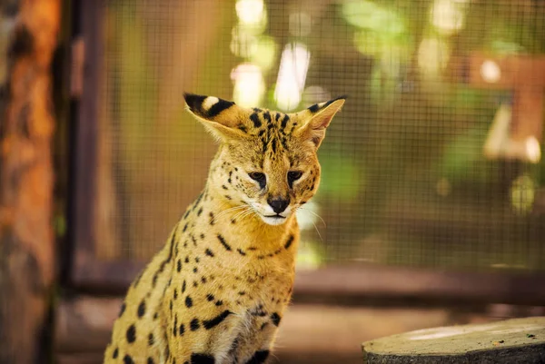 自然の中で可愛いサーバル猫の風景 — ストック写真