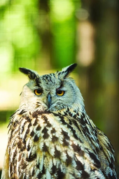 scenic view of cute owl at nature