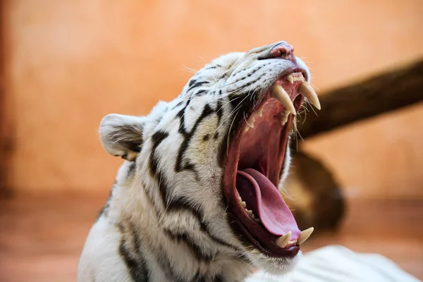 Bílý tygr bengálský řevem — Stock fotografie