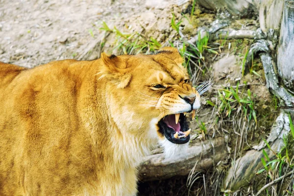 lioness animal in zoo on background