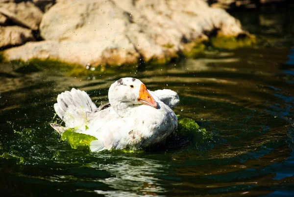 Oie blanche flottant sur l'eau — Photo