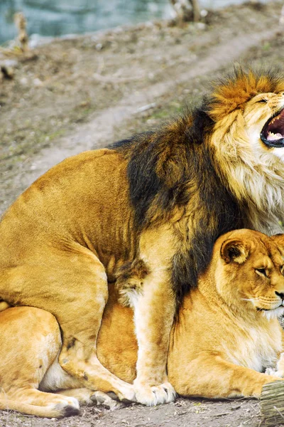 Löwe und Löwin — Stockfoto