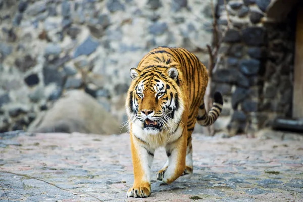 Όμορφο Ζώο Τίγρης Στο Παρασκήνιο — Φωτογραφία Αρχείου