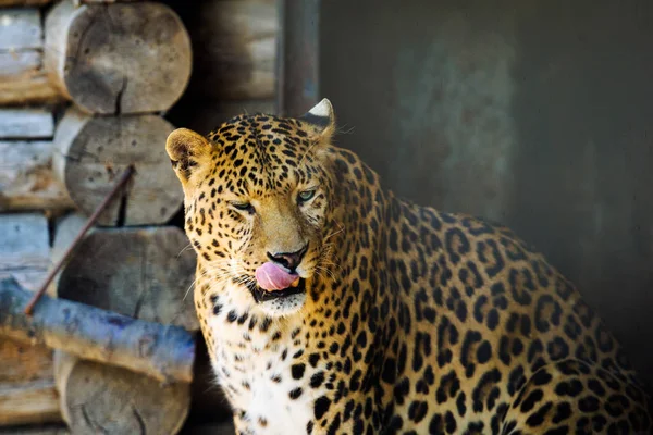 Bellissimo leopardo — Foto Stock