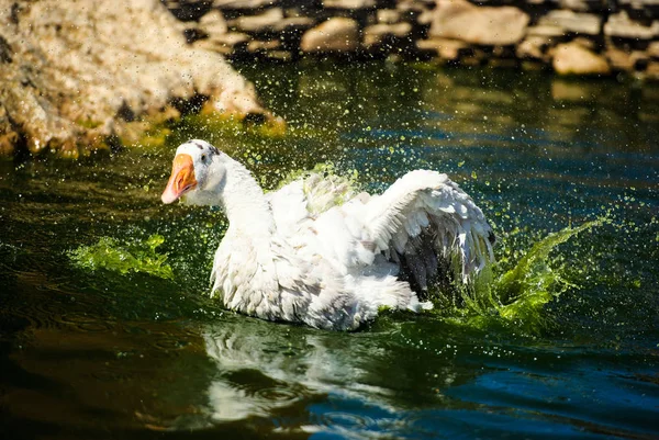 White domestic goose floating on water, raising lots of splatter — Stock Photo, Image