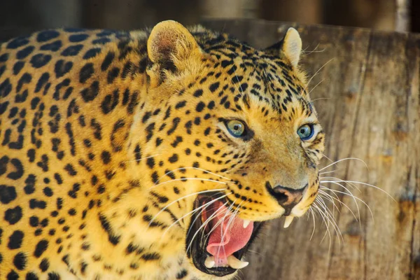 Шокированный леопард — стоковое фото