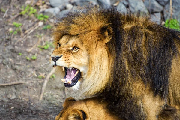 Lion and lioness — Stock Photo, Image