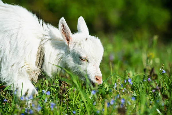 Portrait Young Goat Outdoor — 스톡 사진