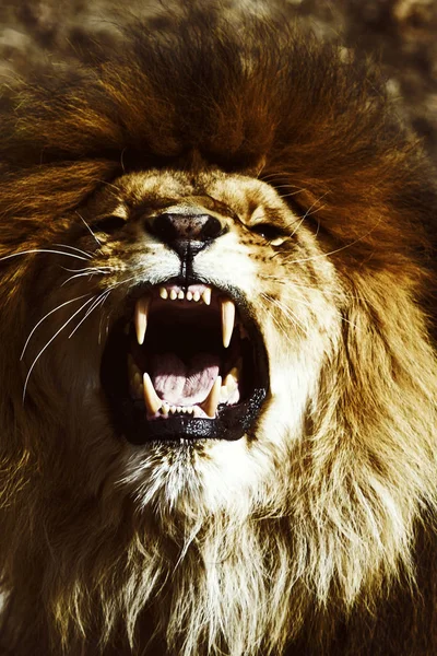 Όμορφη πανίσχυρη λιοντάρι — Φωτογραφία Αρχείου
