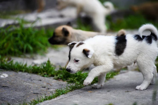 Chiot mignon sur herbe verte — Photo