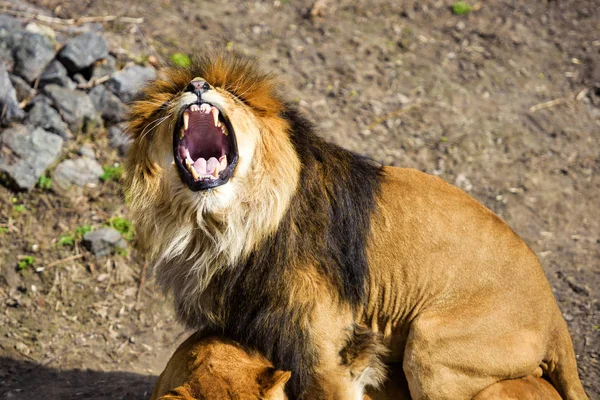 Лев і левиця — стокове фото