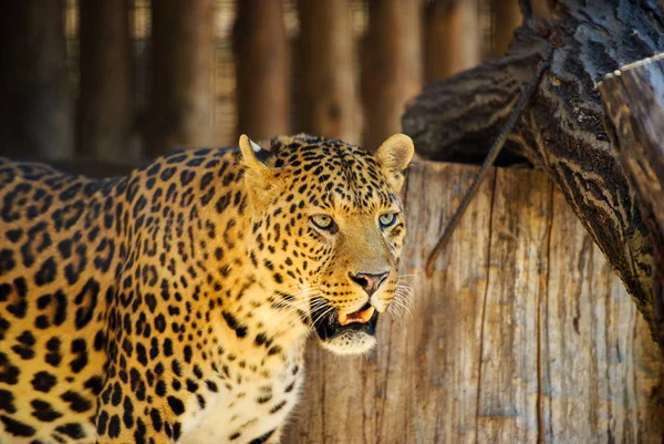 Schöner Leopard — Stockfoto