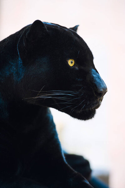 black Panther