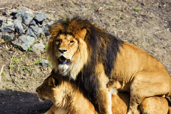 Löwe und Löwin — Stockfoto