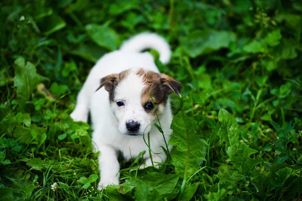 푸른 풀 위에 있는 귀여운 강아지 — 스톡 사진