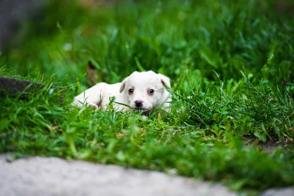 Roztomilé štěně na zelené trávě — Stock fotografie