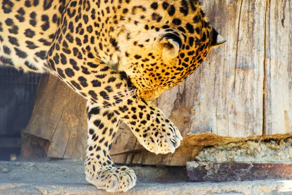 Beautiful leopard — Stock Photo, Image