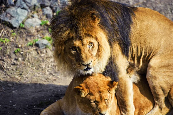 Lion et lionne — Photo