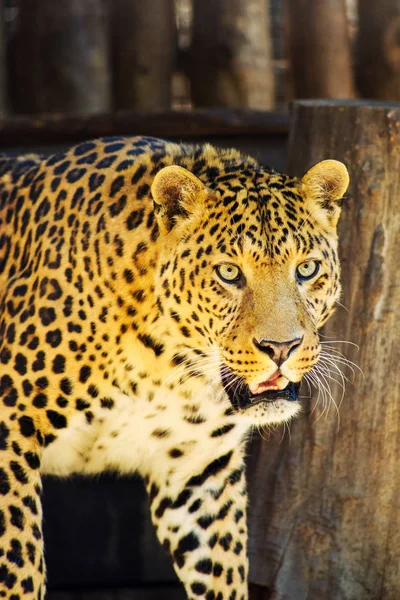 Bellissimo leopardo — Foto Stock