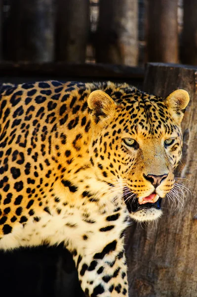 Leopardo — Fotografia de Stock