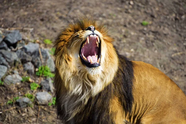 Hermoso león poderoso — Foto de Stock