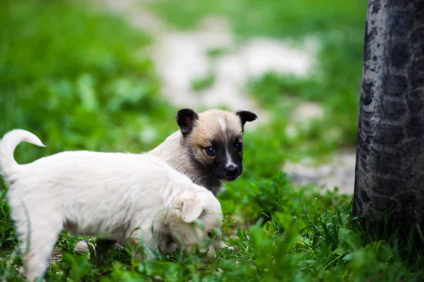 Lindo cachorro en verde hierba — Foto de Stock