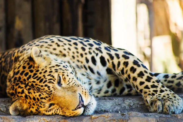 Beautiful leopard — Stock Photo, Image