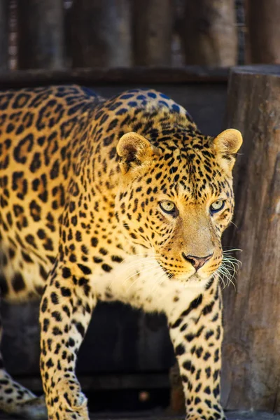 Krásné leopardí — Stock fotografie