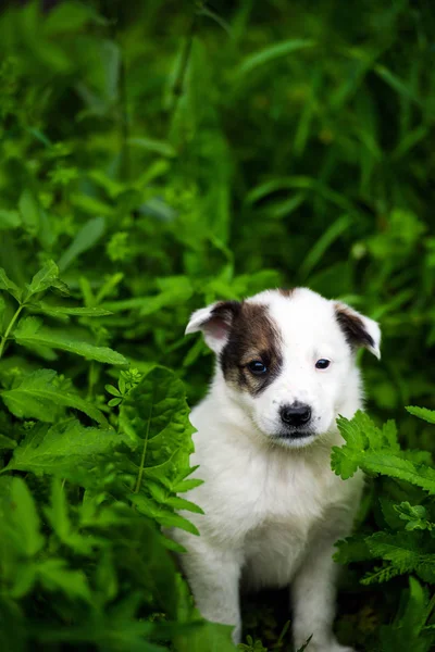 可爱的小狗在绿草上 — 图库照片