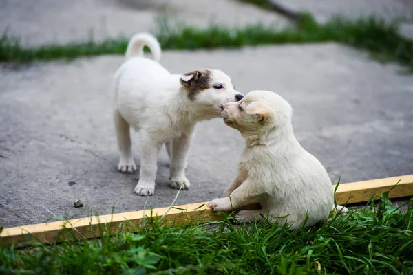 Chiot mignon sur herbe verte — Photo