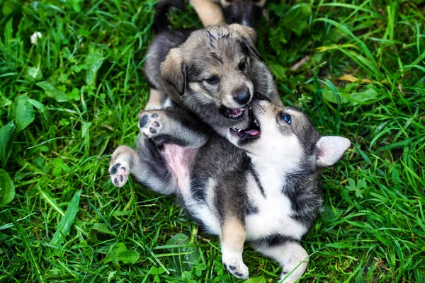 Schattig puppy op groen gras — Stockfoto