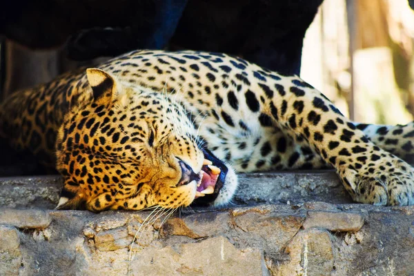 Belo leopardo — Fotografia de Stock