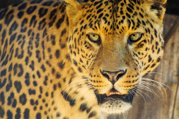 Krásné leopardí — Stock fotografie