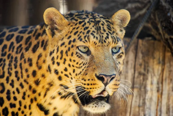 Leopardo — Fotografia de Stock