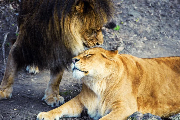 Löwe und Löwin — Stockfoto