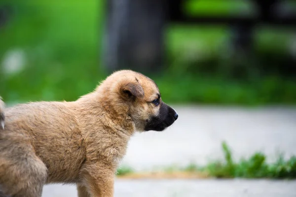 Cachorrinho bonito na grama verde — Fotografia de Stock