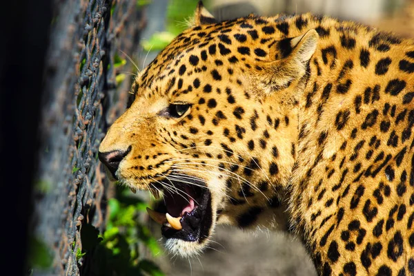 Schöner Leopard — Stockfoto