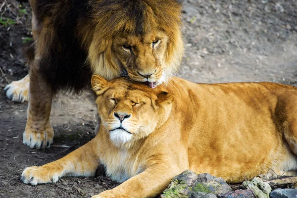 Leone e leonessa — Foto Stock